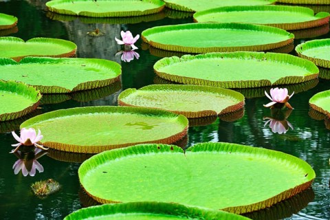 Flowering Giant Sea Lily