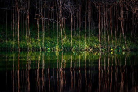 Aerial roots on the banks of the Rio Negro