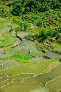 Rice terraces of Banaue