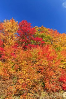 Autumn colors