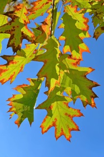 Northern red oak