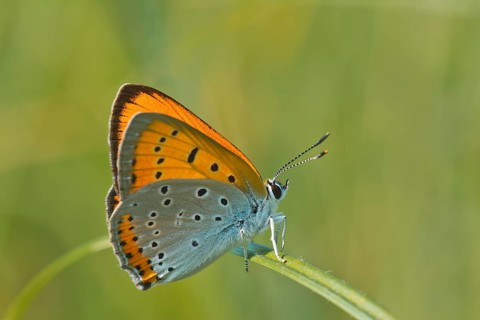 Large Copper