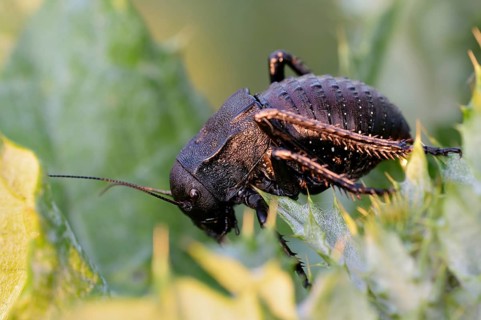 Bush cricket