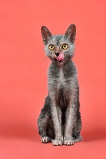 Domestic cat