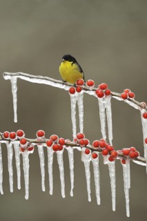 Lesser Goldfinch