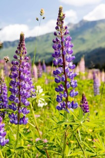 Purple Lupins