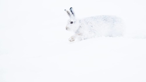 Mountain hare