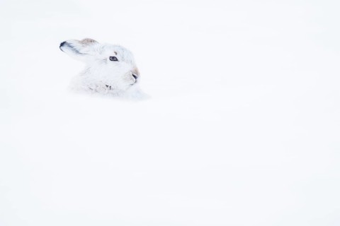Mountain hare