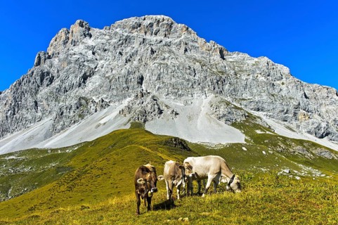 Cows on pasture
