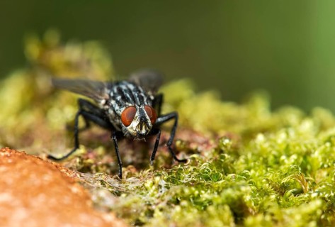Blowfly