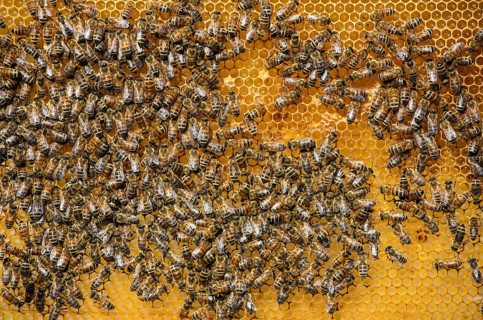 Honey bees