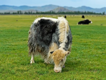 Grazing Yak