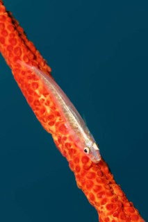 Soft-coral goby