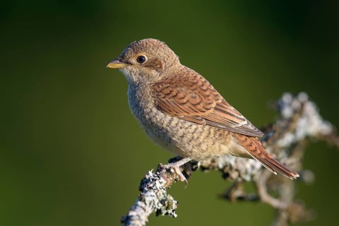 Red-backed shrike