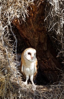 Barn Owl