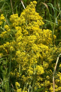 Lady's bedstraw