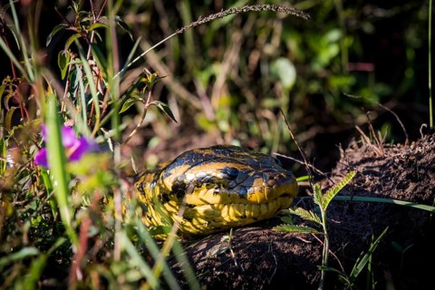 Yellow anaconda
