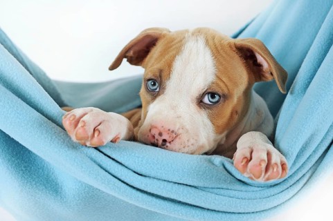 American Staffordshire Terrier