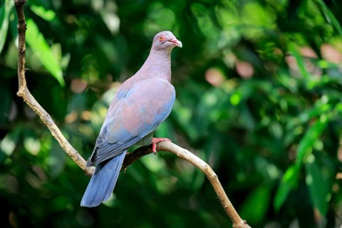 Maranon pigeon