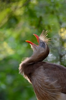 Red-legged Seriema
