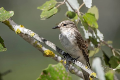 Spotted Flycatcher