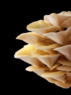 Golden oyster mushrooms