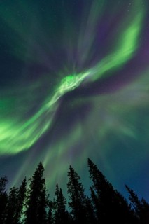 Northern Lights or Aurora Borealis above trees