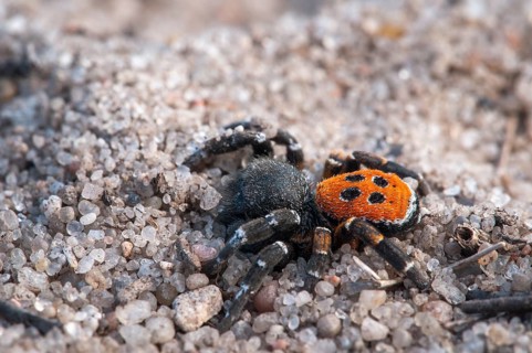 Ladybird Spider