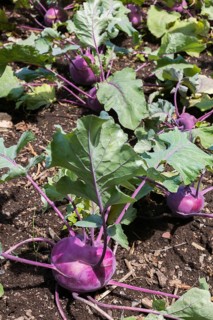 Kohlrabis