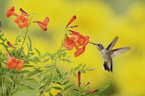 Ruby-throated Hummingbird
