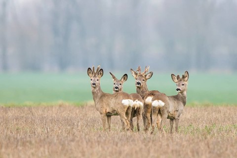 Deer