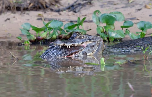 Yacare caiman