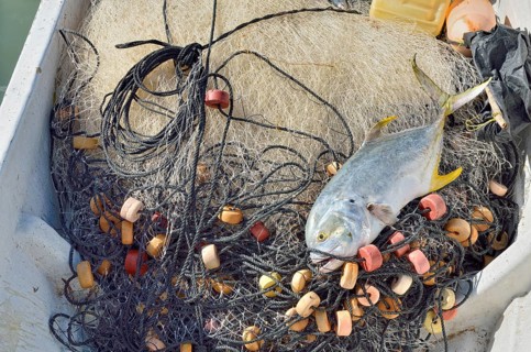 Yellowfin tuna