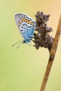 Silver-studded blue