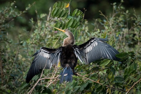 Anhinga or Water Turkey