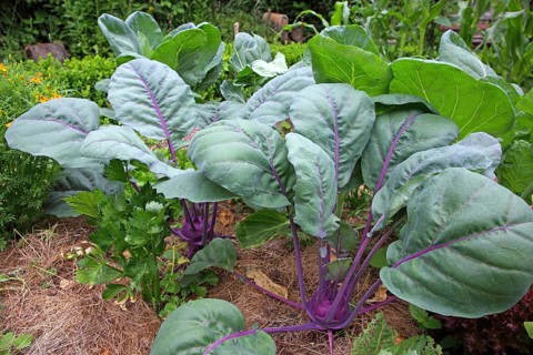 Kohlrabi