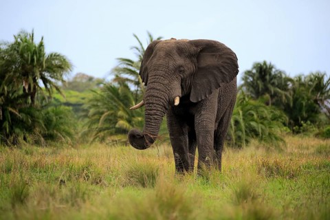 African Elephant