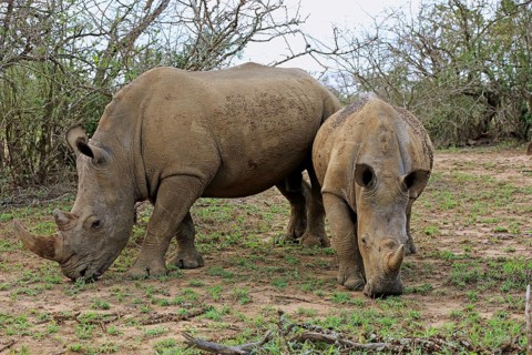 White rhinoceroses