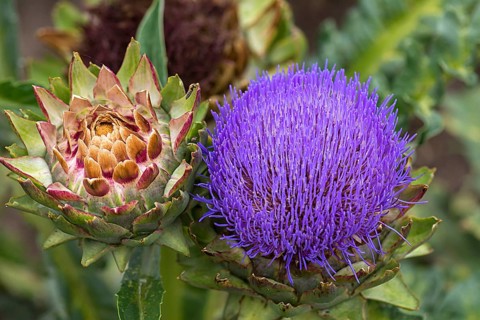 Flower and fruit of a artichoke
