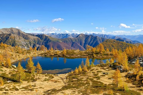 Larches