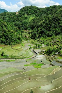 Rice terraces of Banaue