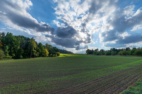 Field with germinating Common Wheat