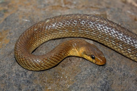 Aesculapian snake