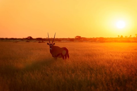 Gemsbok
