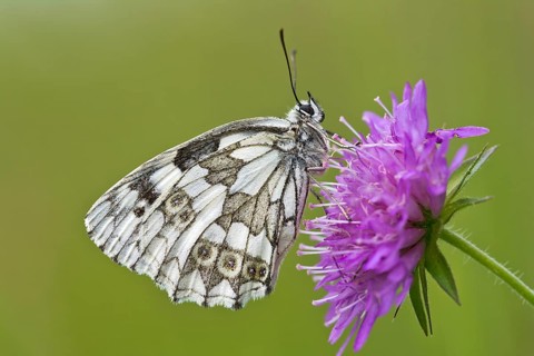 Marbled white