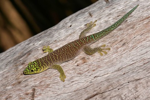 Standing's day gecko