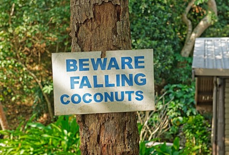 Warning sign on palm tree stating Beware Falling Coconuts