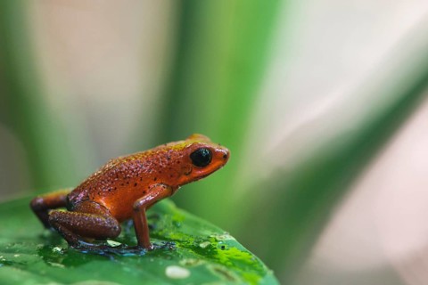 Strawberry poison-dart frog