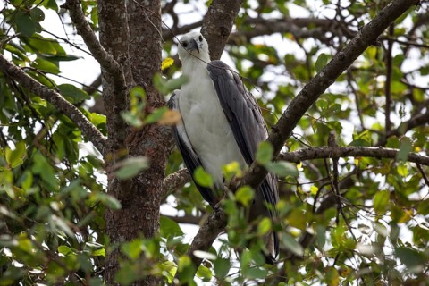 White-bellied or white-breasted sea eagle
