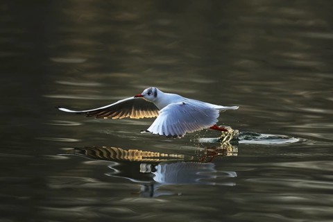 Black-headed gull